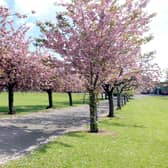 The blossom-laden trees leading up to the former Skerton High School.