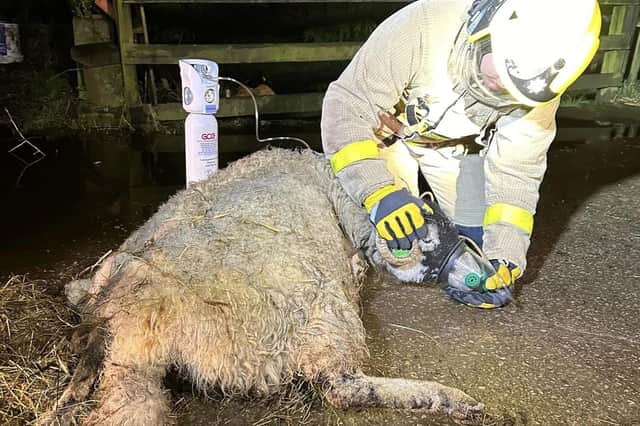 A firefighter administers oxygen to a sheep after a barn fire.
