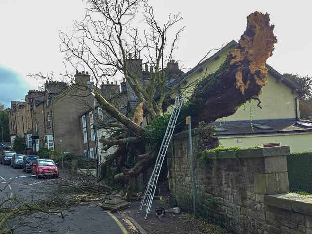 A view from the side of a tree which was uprooted during Storm Boelo and fell onto a house damaging it. Photo: Josh Brandwood.