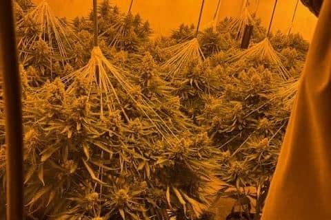 The cannabis farm discovered at a house in Euston Grove.