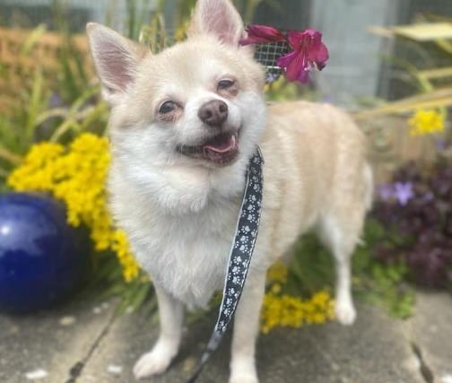 Reggie, Chihuahua ,  male , 11 years seven months old. Older gentlemen Reggie and Max are looking for a new home together.