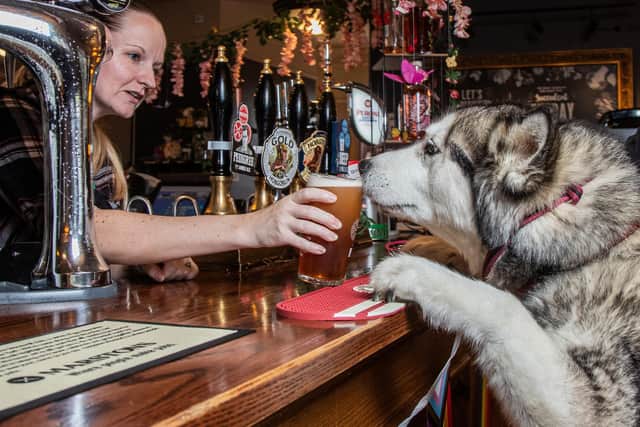 Heather Porter-Brandwood, 35, general manager, serving Maia, 10, an Alaskan Malamute a pint of dog-friendly beer at the bar.