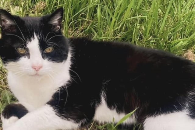 Rebecca Feasey's late cat Jingo who was 16-and-half  when he suddenly passed away in January this year.