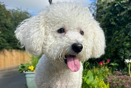 Bichon Frise, male, 4 years 7 months-old. Oscar is a very sweet affectionate man who has been placed in Animal Care because he did not get on with the other dog in the home. He would love a home with a family who are at home more often to spend time going on fun adventures. He dislikes rain and getting his feet wet. He hopes it won't be long until he finds his new family! He loves going out in the car and enjoys long walks. Older children would be more suitable.