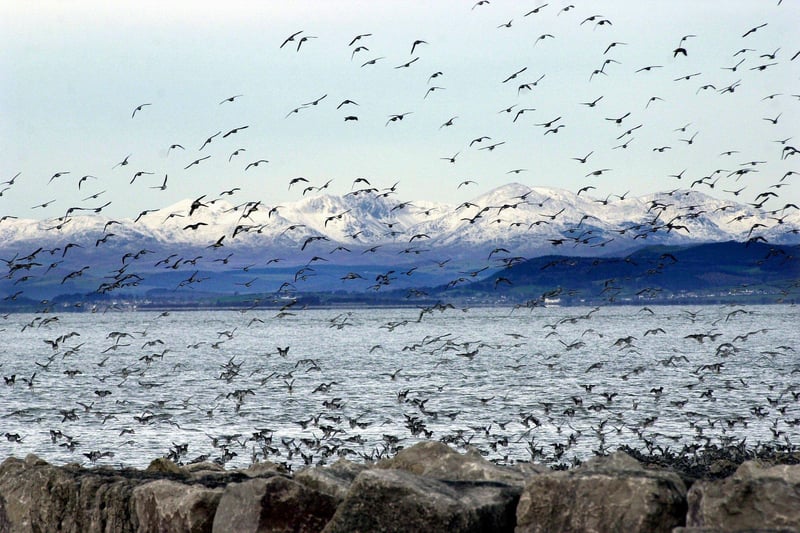 A stunning photograph of a flock of birds over Morecambe Bay.