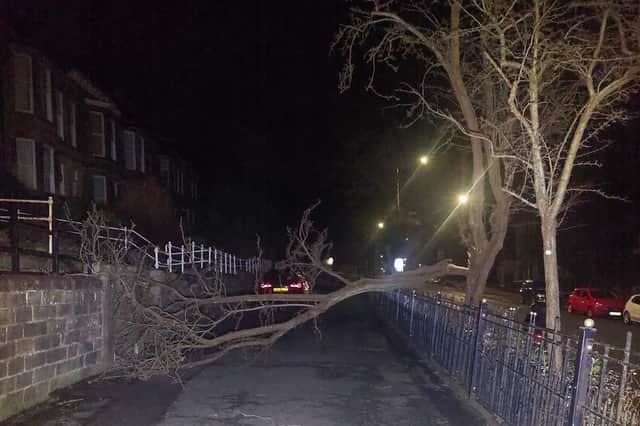 Ian Greene shared this photo of the fallen tree in Belle Vue Terrace.