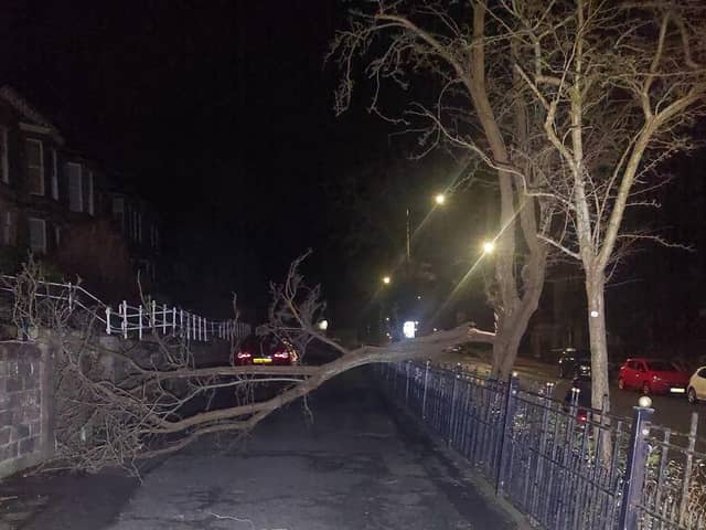 Ian Greene shared this photo of the fallen tree in Belle Vue Terrace.
