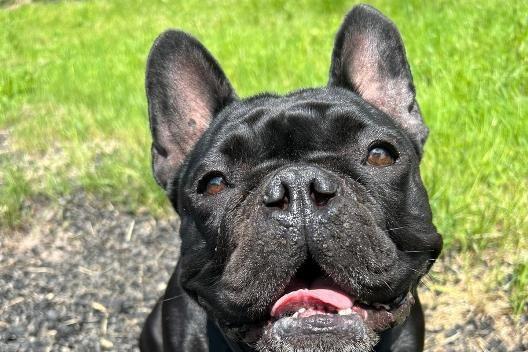 Bonnie, French Bulldog , female , four years one month old. Picture from Animal Care Lancaster.