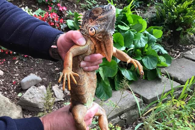 Iguana after being rescued from a tree hanging over the Lancaster canal.
