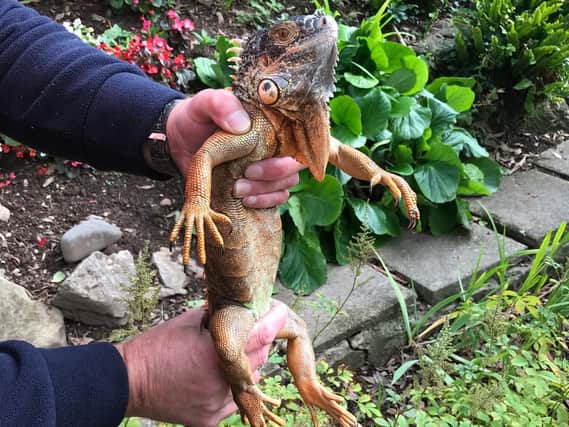 Iguana after being rescued from a tree hanging over the Lancaster canal.