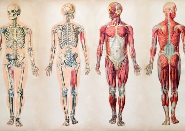 Anatomy of the body - vintage chart.
