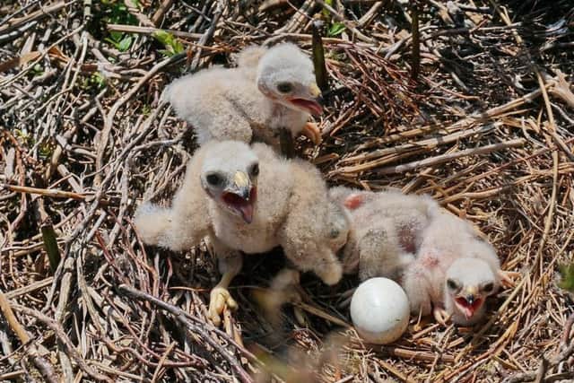 Some of the hen harrier chicks