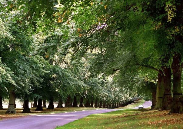 Trees absorb pollutants and are good for our health.