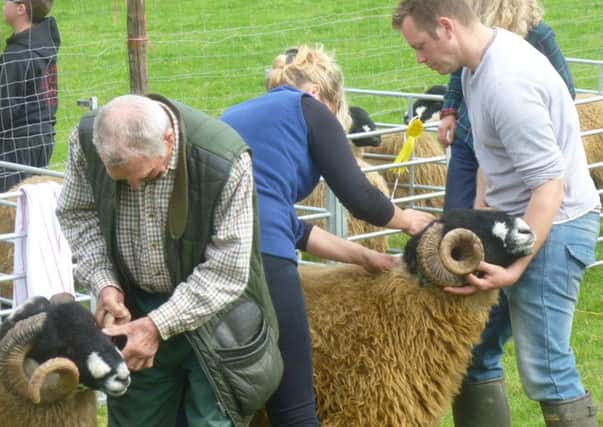 Horton-in-Ribblesdale Show.
Alison Haygarth, Dalesbred judge, examines the fleece of a Dalesbred ram.