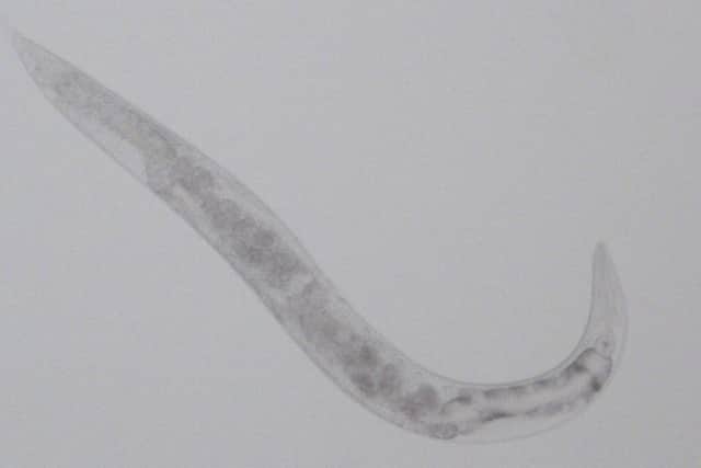 Worms are being sent into space in a bid to discover more about muscle loss during space flight. The worms being used in the Molecular Muscle Experiment are known as C. elegans.