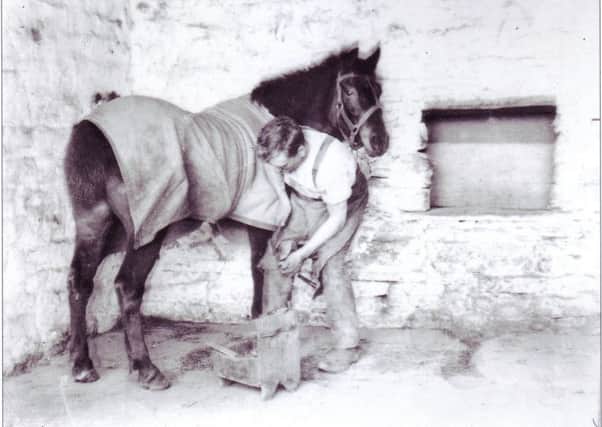 David Travis shoeing a horse. In earlier times horseshoes were made from wrought iron. Iron was purchased by the blacksmith in long lengths, either one inch x half inch or one and a quarter inch x half inch. Often the blacksmith would make shoes for his customers horses in advance.
He knew the horses and their shoe sizes from past experience. Some blacksmiths put a grove in the centre of the shoe, using a tool similar to a small axe. The blade was rounded on one side only. It was placed in the centre of the shoe and then a striker hit the tool head with a heavy hammer. The holes for the nails were made using a blacksmith-made punch: four holes on the outside, three on the inside. After the hoof had been trimmed the hot shoe would be seared on to the hoof. Often the shoe would need to be altered to get a good fit. The shoe would then be nailed on, using nails made from Swedish iron. The nails had one side tapered. The straight side when to the outside. This ensured that the nail came out of the side of the ho