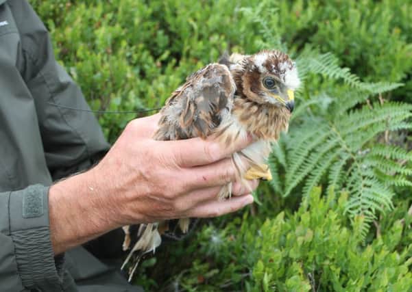 Thor, a Bowland hen harrier, has gone missing