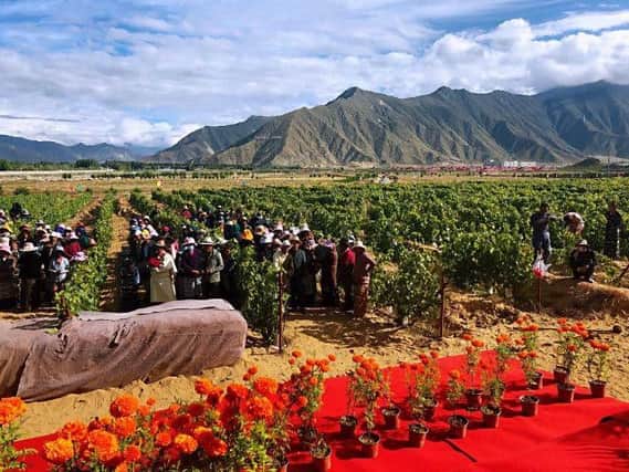 The Pure Land & Super-high altitude vineyard in Tibet  the highest in the world  Photo: The Guinness Book of World Records  and www.thedrinksbusiness.com