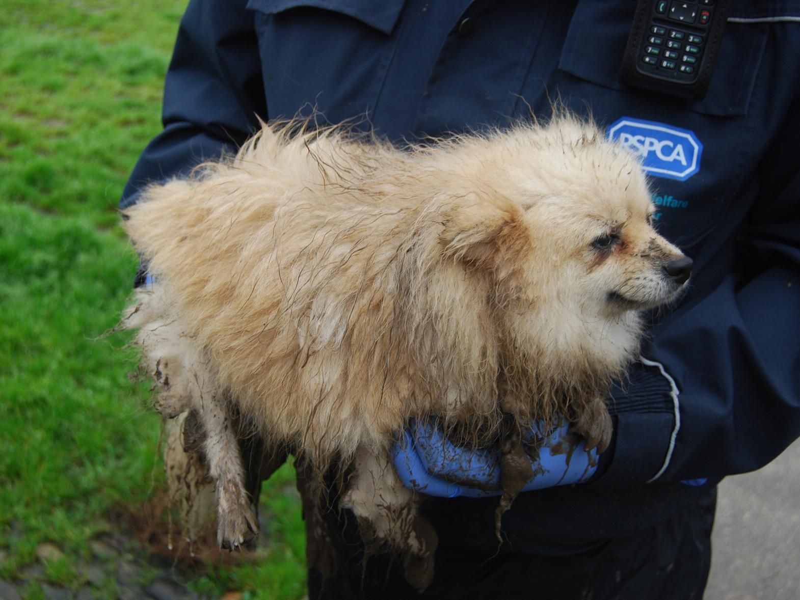 PICTURES: The RSPCA's most unusual rescues from 2018