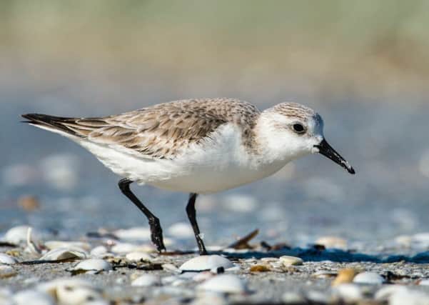 A sanderling can be seen in Morecambe Bay.