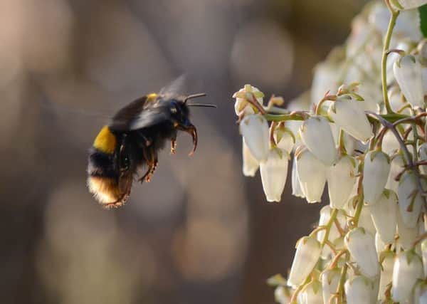 Queen buff-tailed bumblebee by Tim Melling.