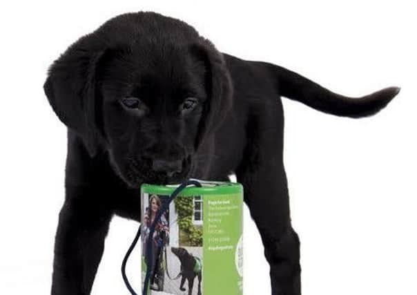 A Dogs for Good puppy with a collection box