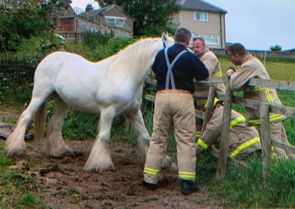 Firemen with the horse , believed to be called Blue, which had wire wrapped around its hoof.