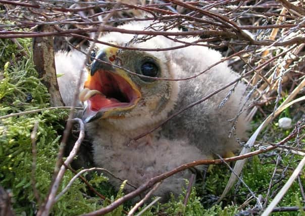 One of the recently hatched Hen Harrier chicks. Photo RSPB.