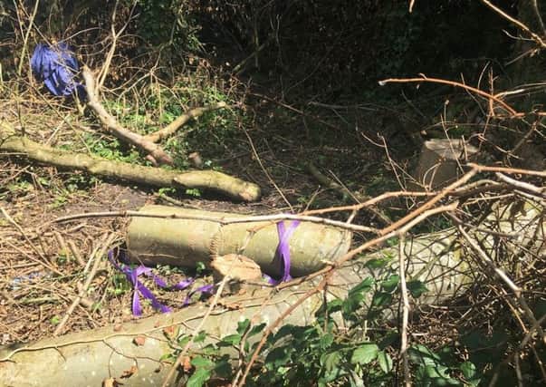 Trees have been cut down near Lancaster Canal