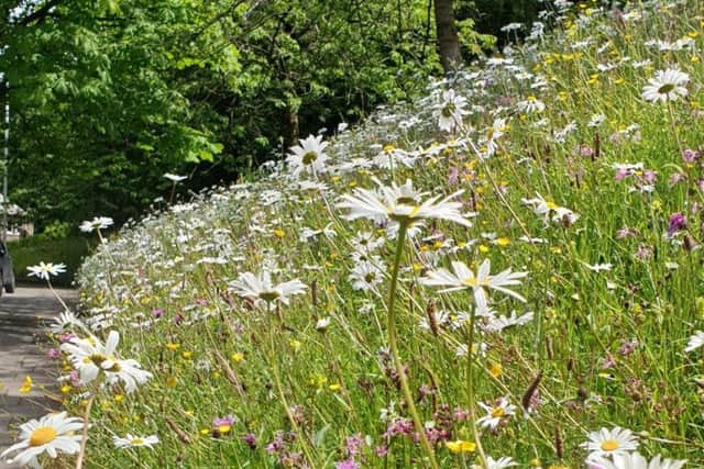 Wildflowers near the Quernmore Road entrance to Williamson Park, Lancaster.