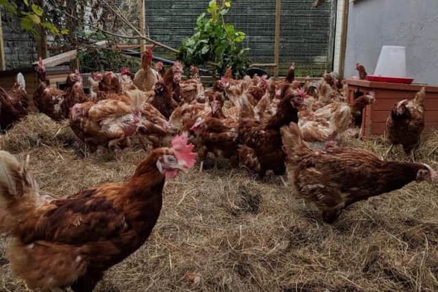 Some of the hens rescued by Animal Care last year.