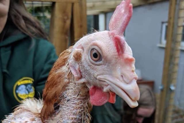 One of the hens rescued by Animal Care last year.