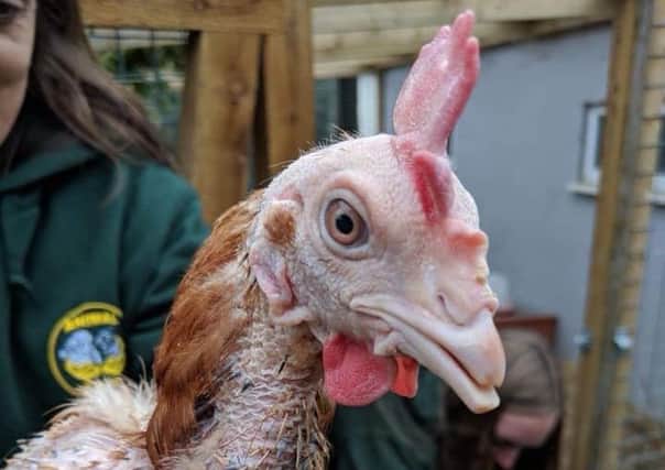 One of the hens rescued by Animal Care last year.