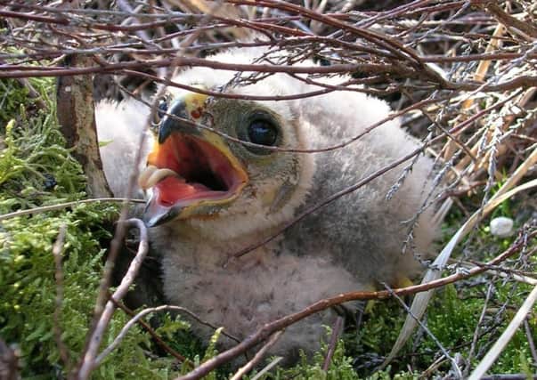 A hen harrier chick in the nest  on the United Utilities Bowland Estate 
PIC: RSPB