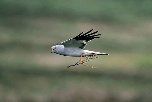 Hen harrier Circus cyaneus, adult male perched in flight with twig, Loch Gruinart RSPB reserve, Islay, Scotland. June