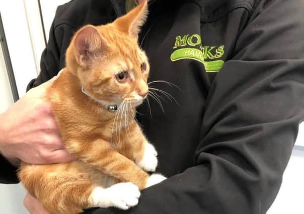 The ginger kitten found at junction 34 of the M6 near Lancaster by a lorry driver.
