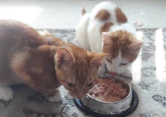Kitten Valentine (left) and his sister tuck into a dish of tuna after his adventure.