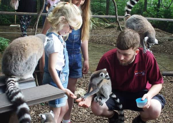 Jenny Bowyer meets the lemurs.