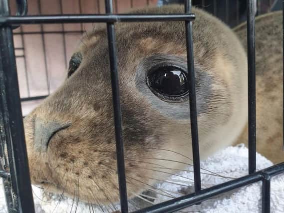 The seal pup was found 'alone and malnourished' in Morecambe Bay