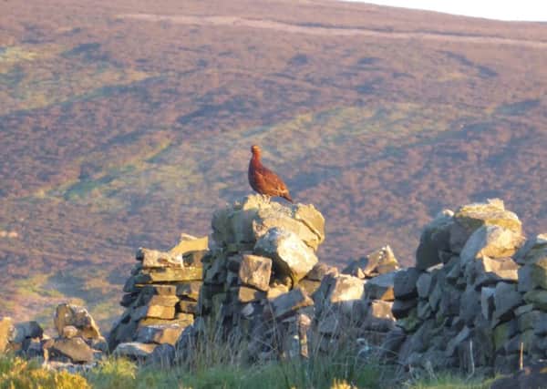 A red grouse on moorland.
