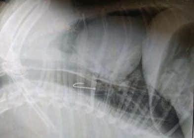 And x-ray from Burch Tree Vets in Carnfoth from a similar incident involving a fish hook.