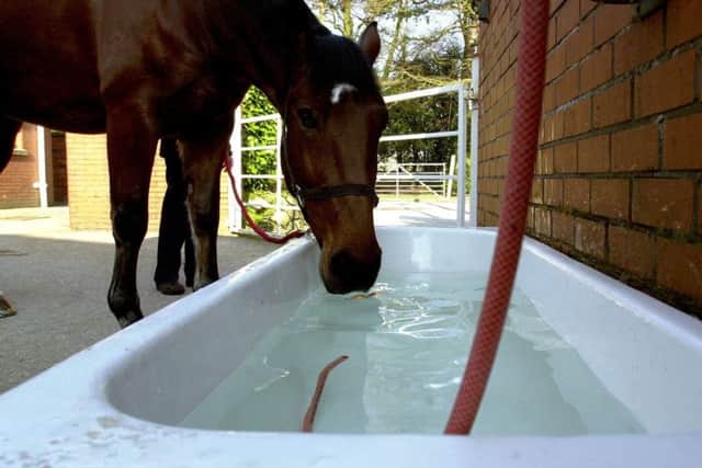 Police horse, "Thornton" drinks from a bath at the Lancashire Constabulary Mounted Branch in Hutton near Preston. The bath was used by murderer Dr Buck Ruxton when he mutilated the bodies of his wife and his maid in Lancaster in 1935