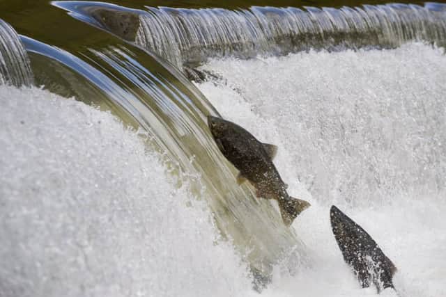 The Salmon Run is the time at which salmon swim back up the river in which the were born to spawn. These two are trying very hard to get "up river".