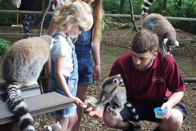 Jenny Bowyer helps feed some lemurs.