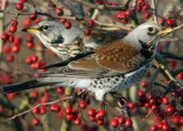 A ffieldfare forages for berries
