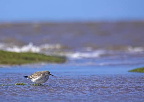 Watching: A knot rests on the shoreline at the RSPB nature reserve at Leighton Moss, near Carnforth. The reserve is to be used as the backdrop for the BBCs Autumnwatch programme