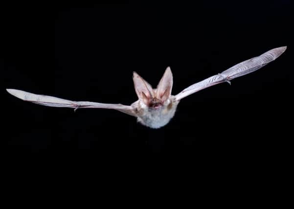 Bump in the night: The rare grey long-eared bat