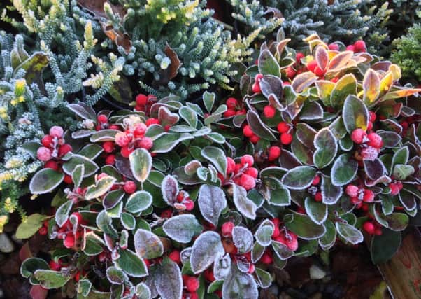Gaultheria in the frost