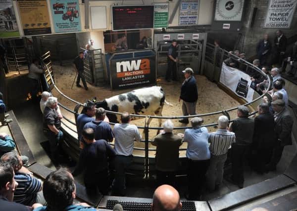 NW Auctions of Lancaster, one of the region's largest lifestock auctioneers