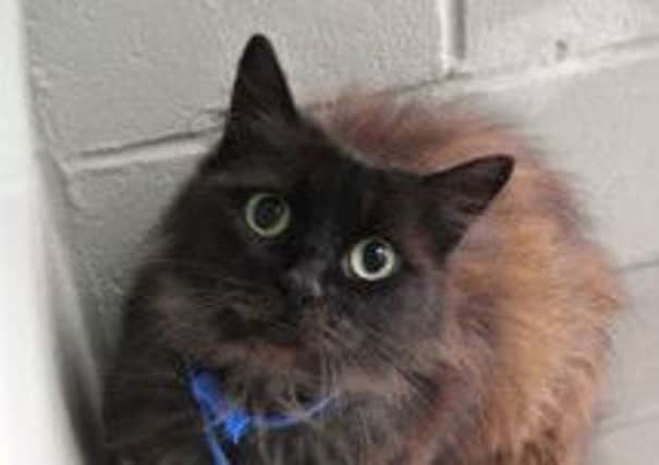 Tiger Lily, who was dumped at Animal Care with her two kittens.